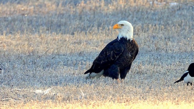 Bald Eagle - ML647450491