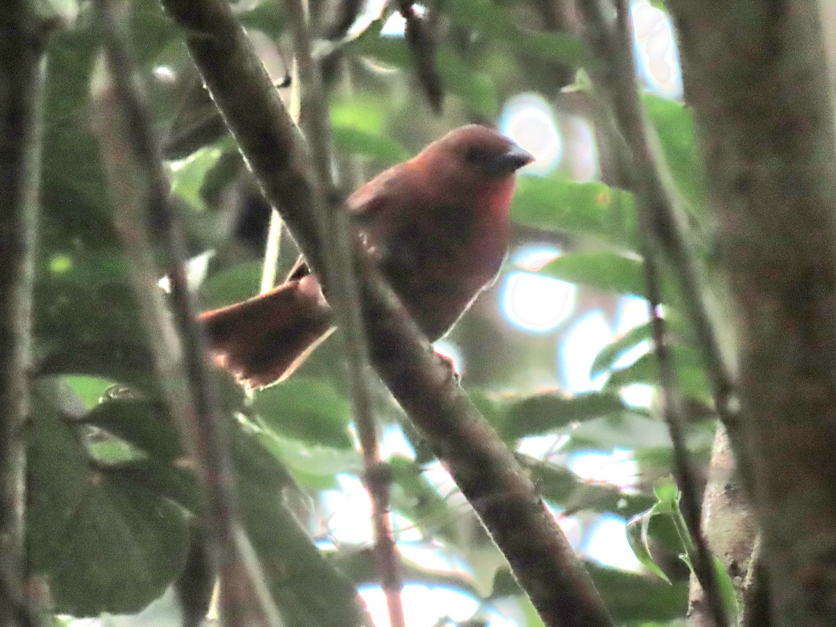 Red-crowned Ant-Tanager - ML647450503