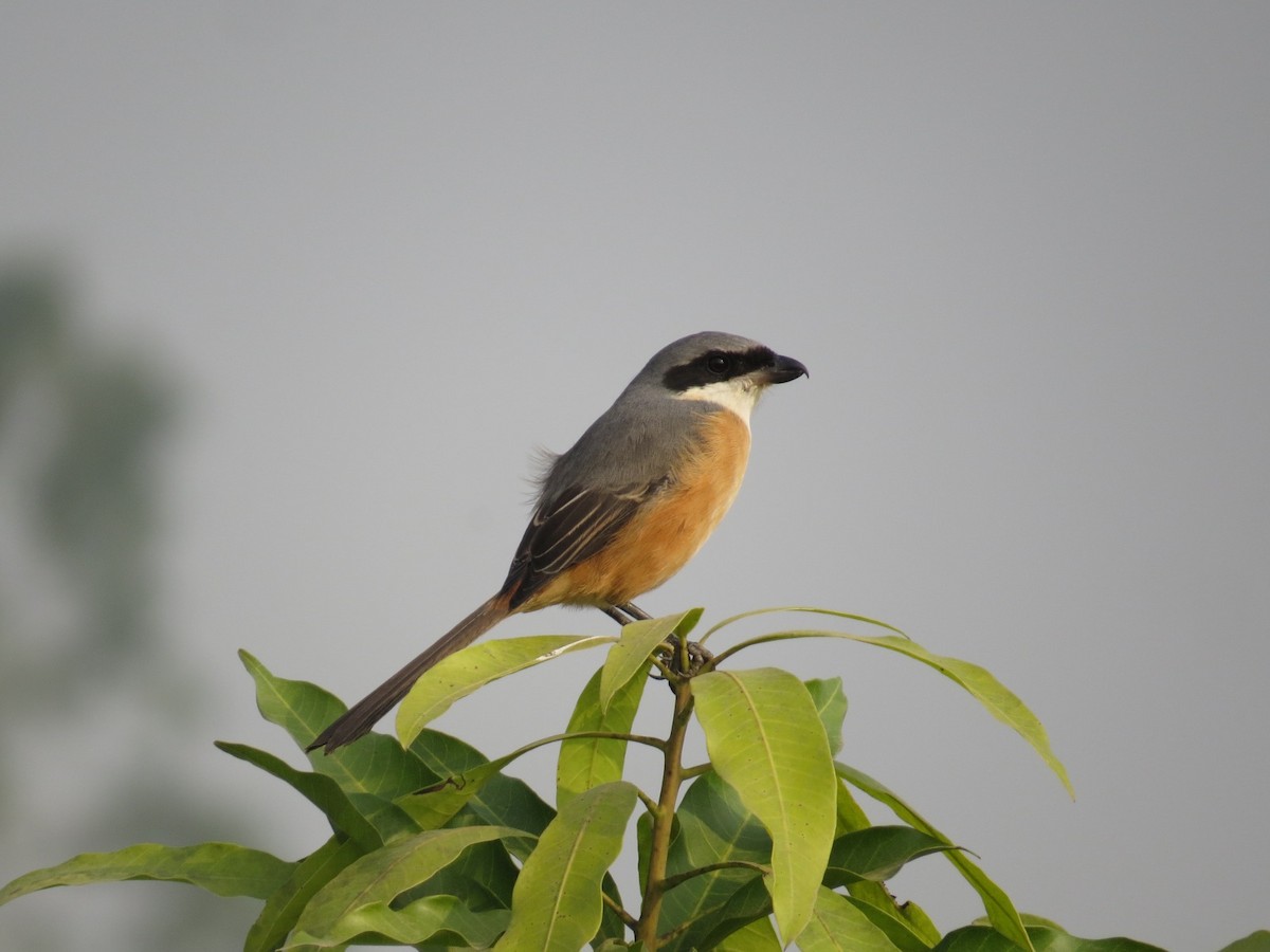 Gray-backed Shrike - ML647450513