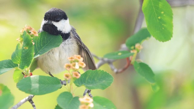 Black-capped Chickadee - ML647450531