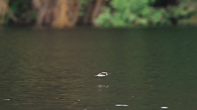 Bank Swallow - ML647450555