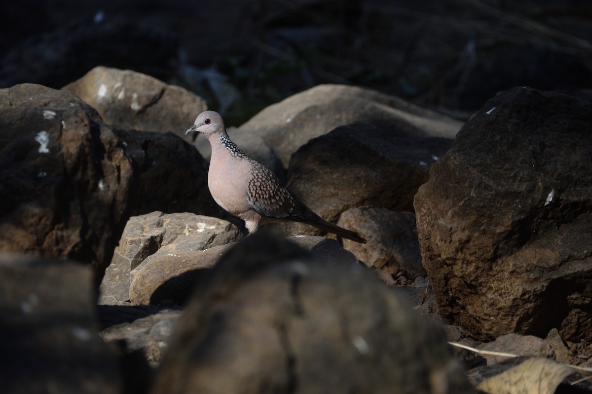 Tórtola Moteada - ML647450558