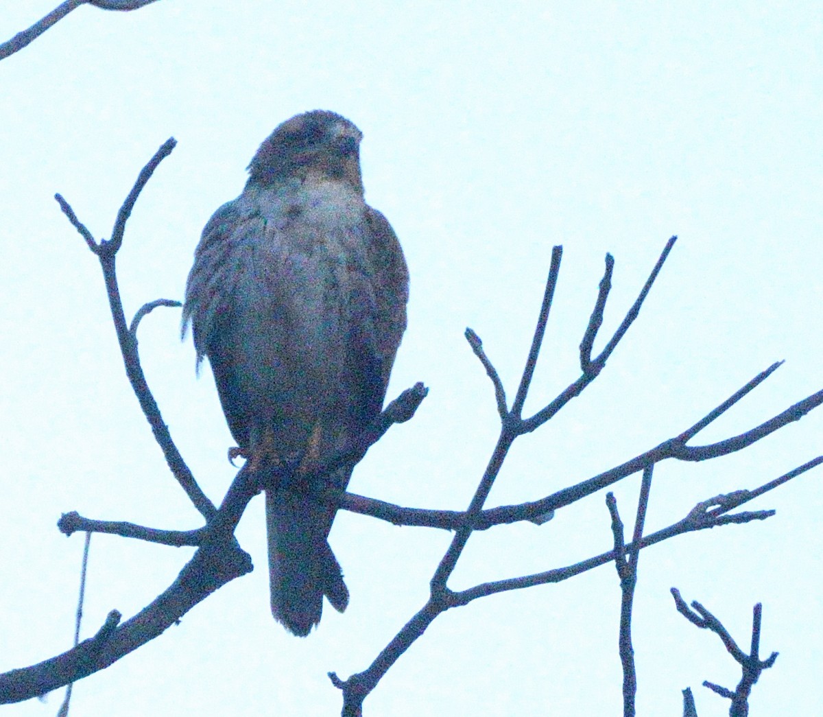 Busardo Tisa - ML647450563