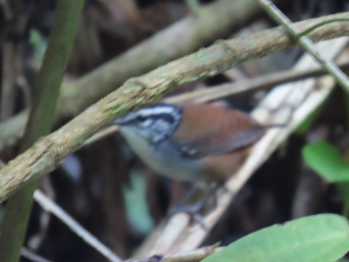 White-breasted Wood-Wren - ML647450565