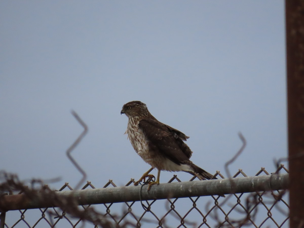 Cooper's Hawk - ML647450569