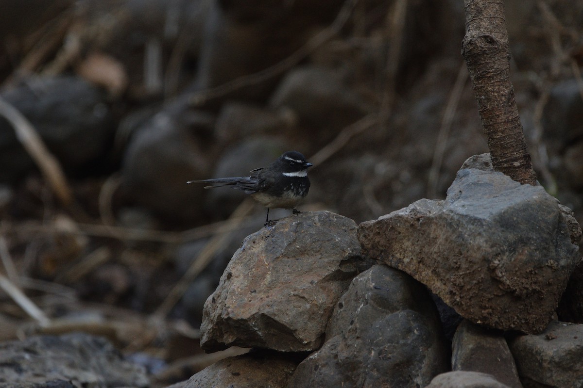 Abanico Pechipinto - ML647450574