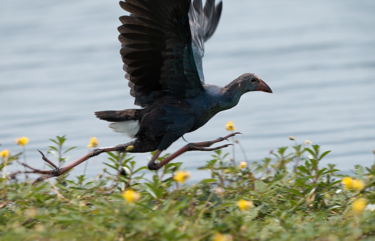 Graukopf-Purpurhuhn - ML647450577