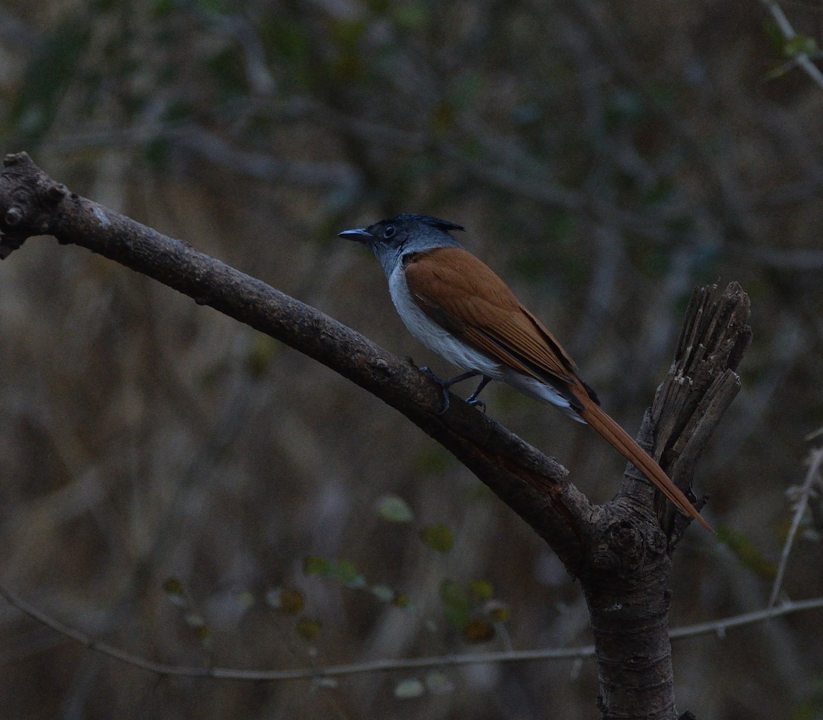 Monarca del Paraíso Indio - ML647450578