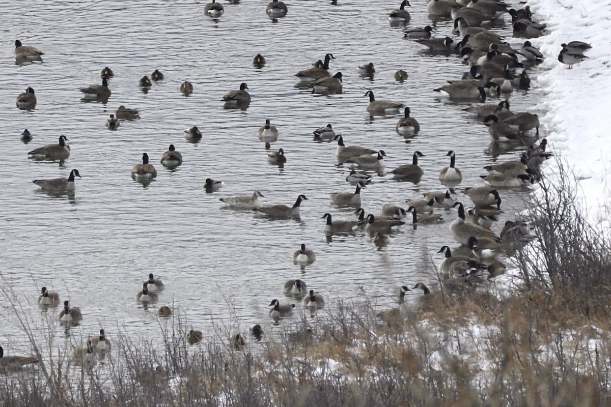 ברנטה קנדית - ML647450587