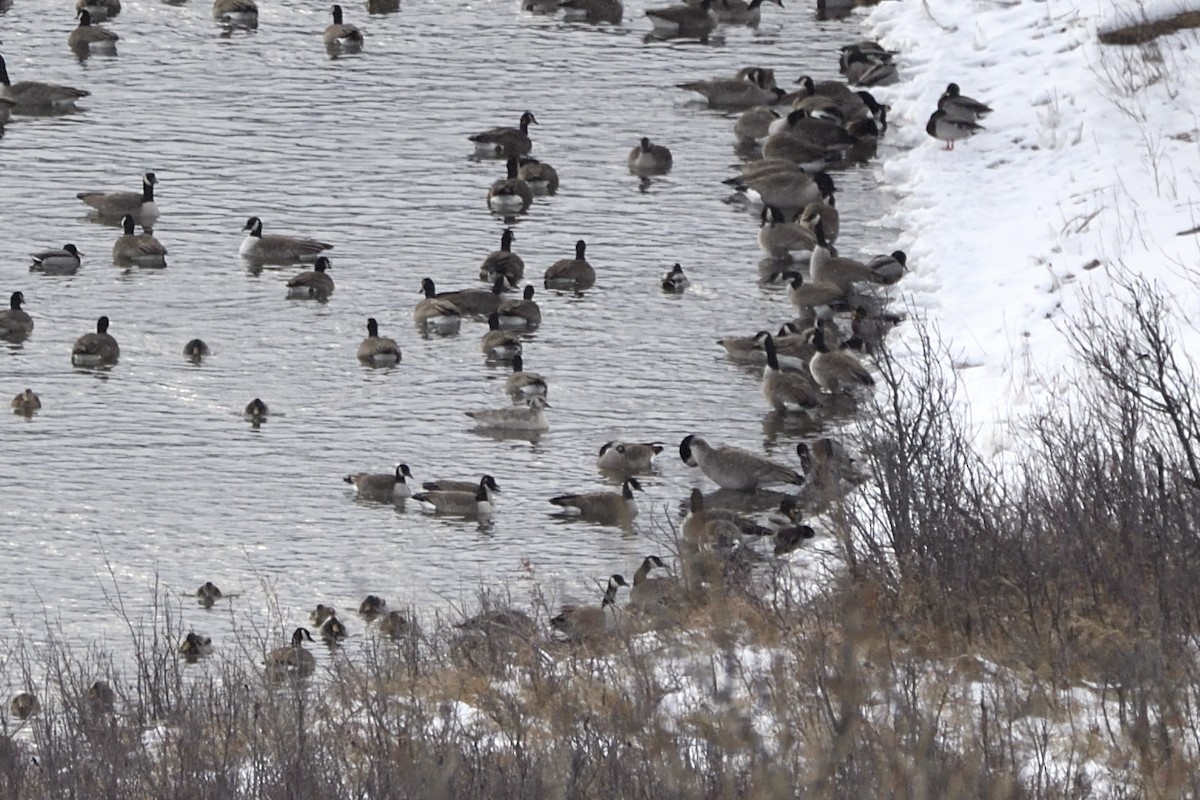 ברנטה קנדית - ML647450588