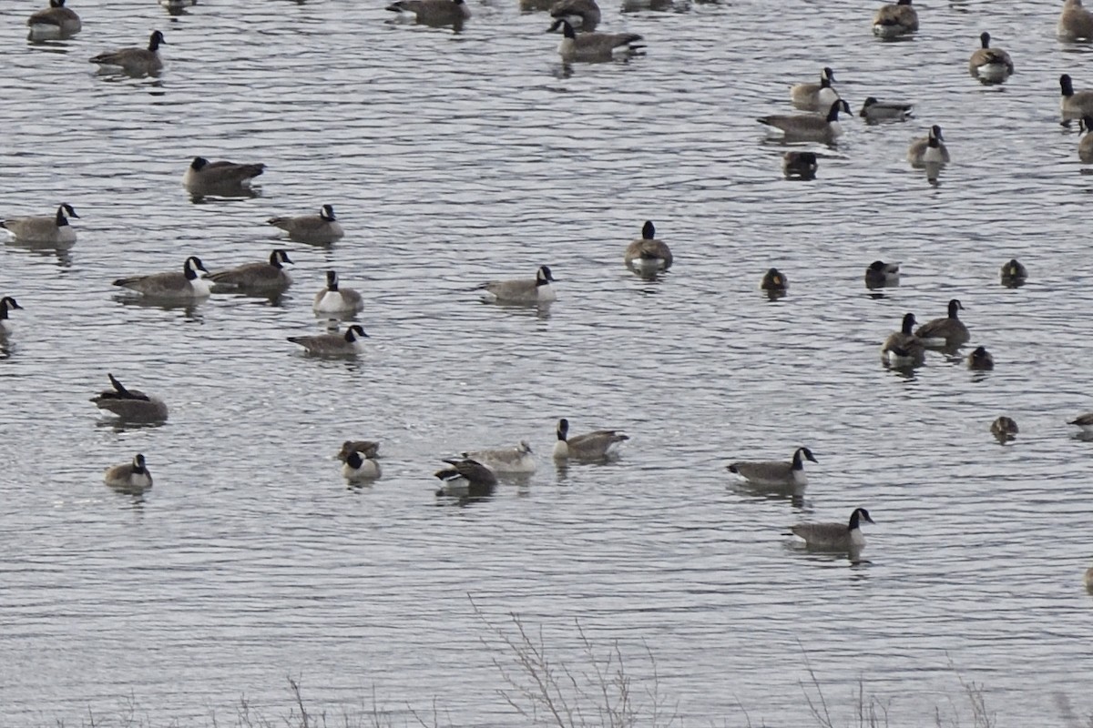 ברנטה קנדית - ML647450589