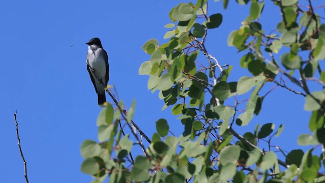 Tyran tritri - ML647450590