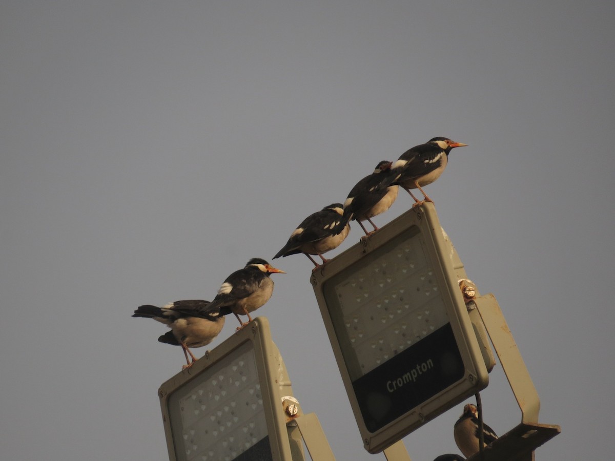 Indian Pied Starling - ML647450591