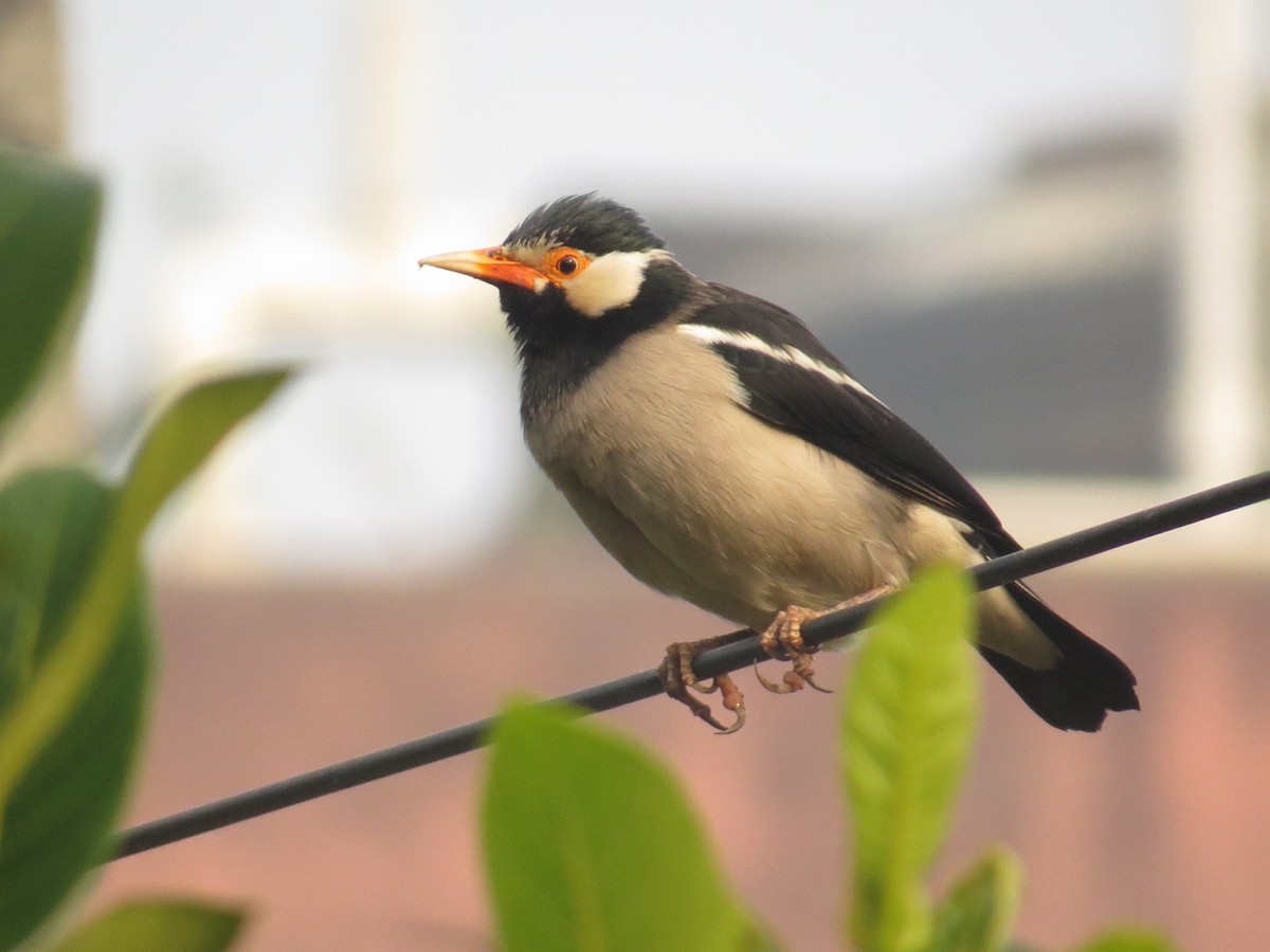 Indian Pied Starling - ML647450592
