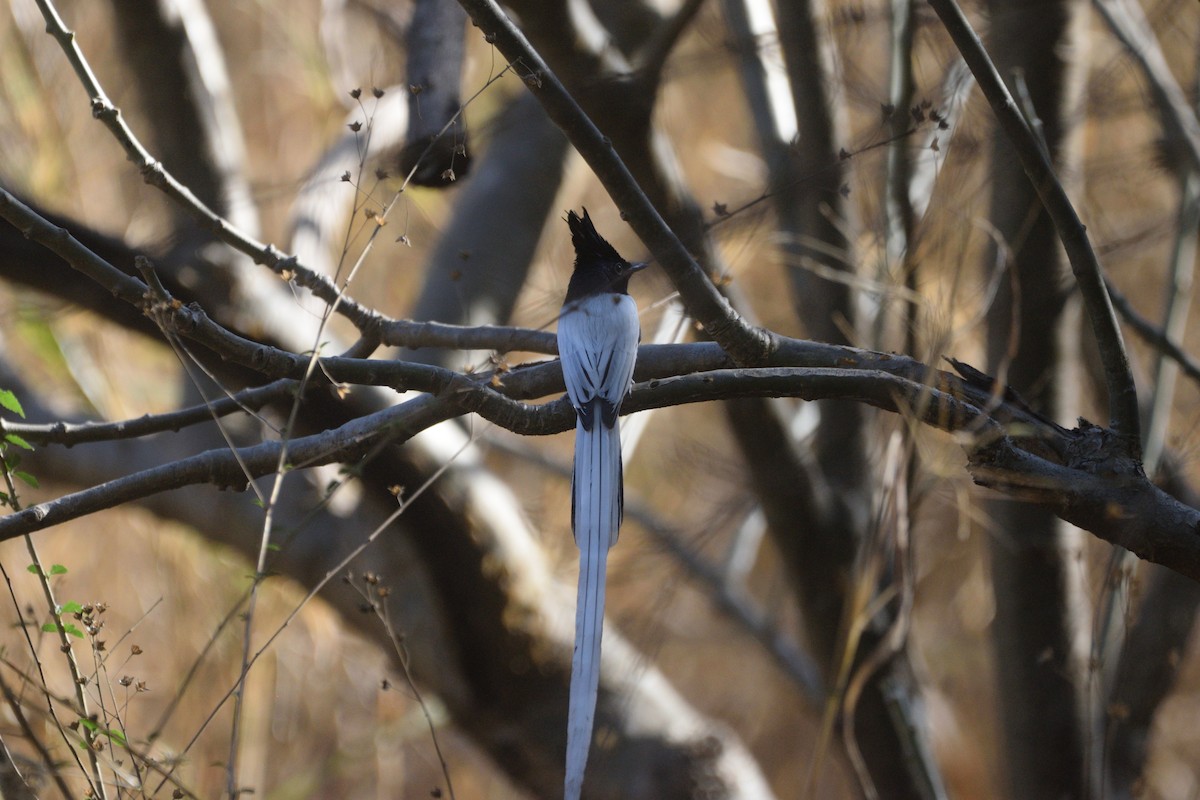 Monarca del Paraíso Indio - ML647450595