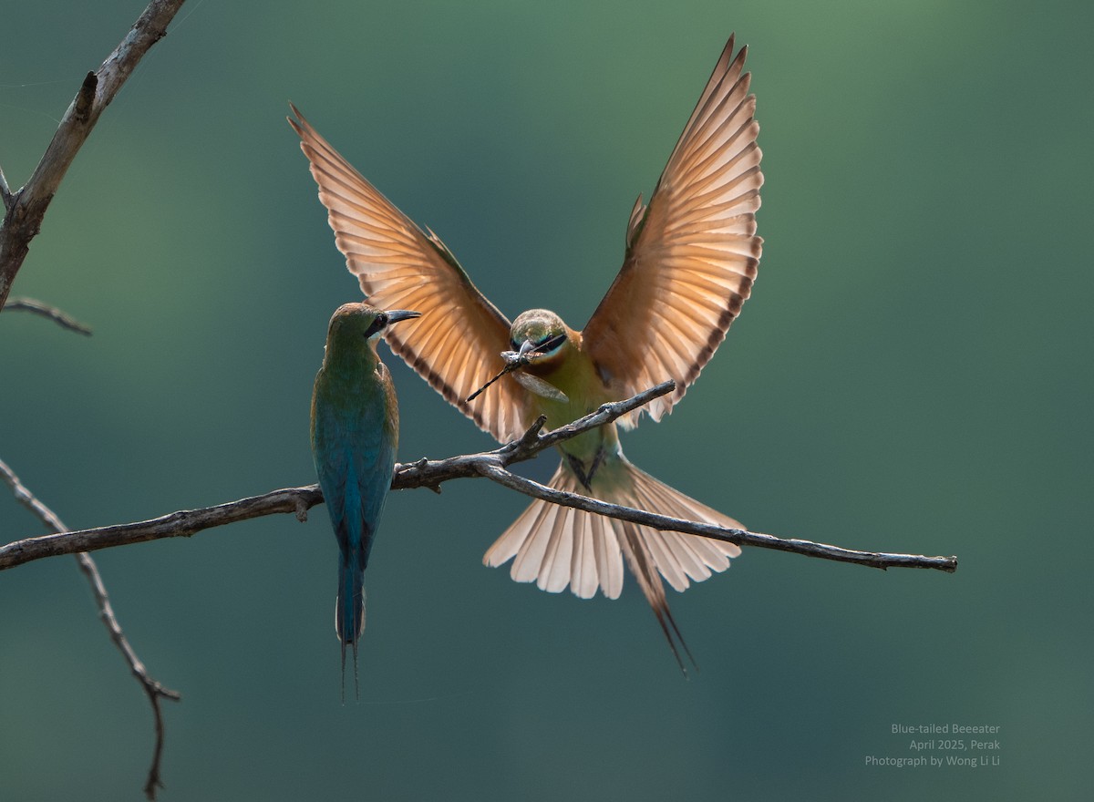 Blauschwanzspint - ML647450596