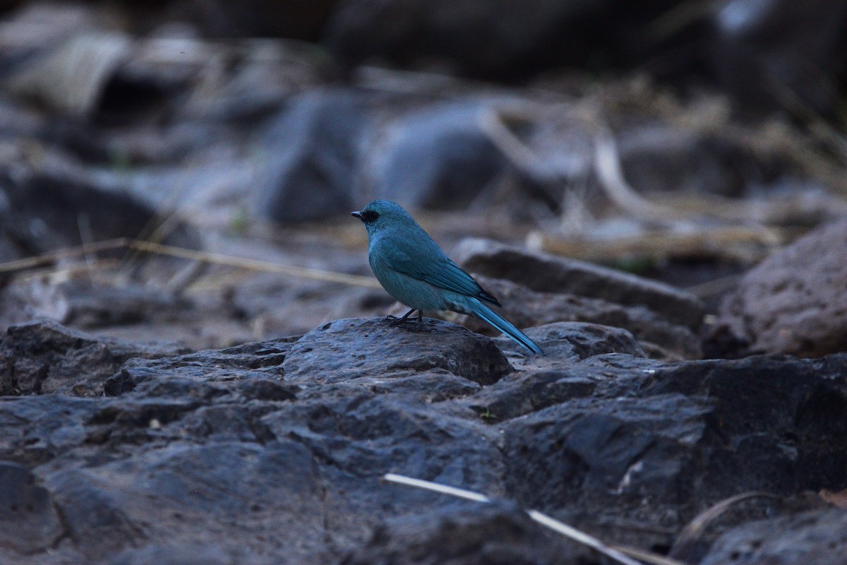 Papamoscas Verdín - ML647450602