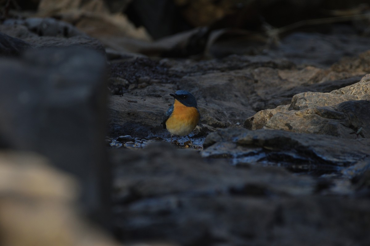 Papamoscas de Tickell - ML647450610