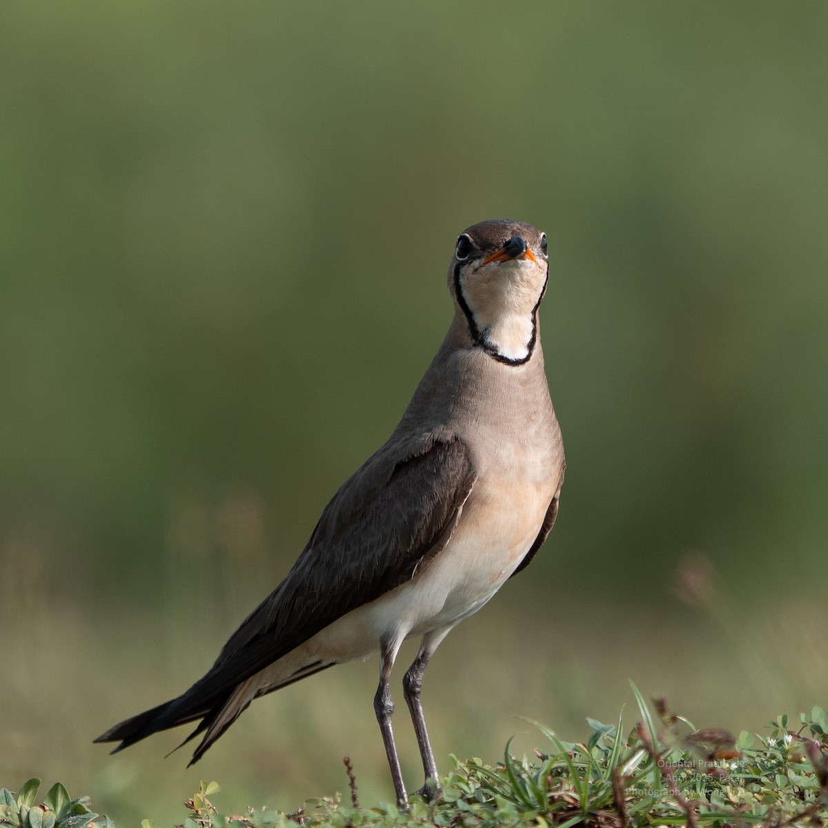 Orientbrachschwalbe - ML647450620