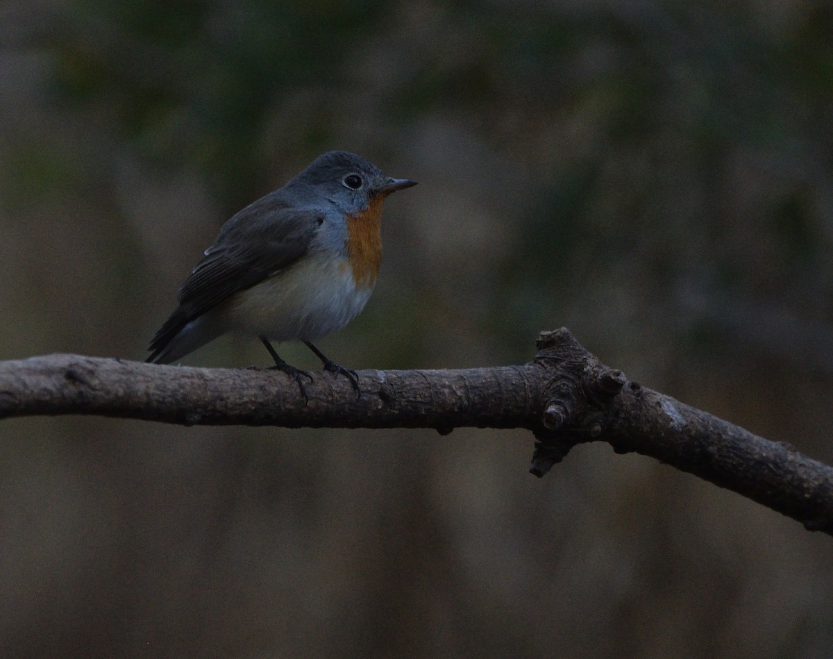 Papamoscas Papirrojo - ML647450623