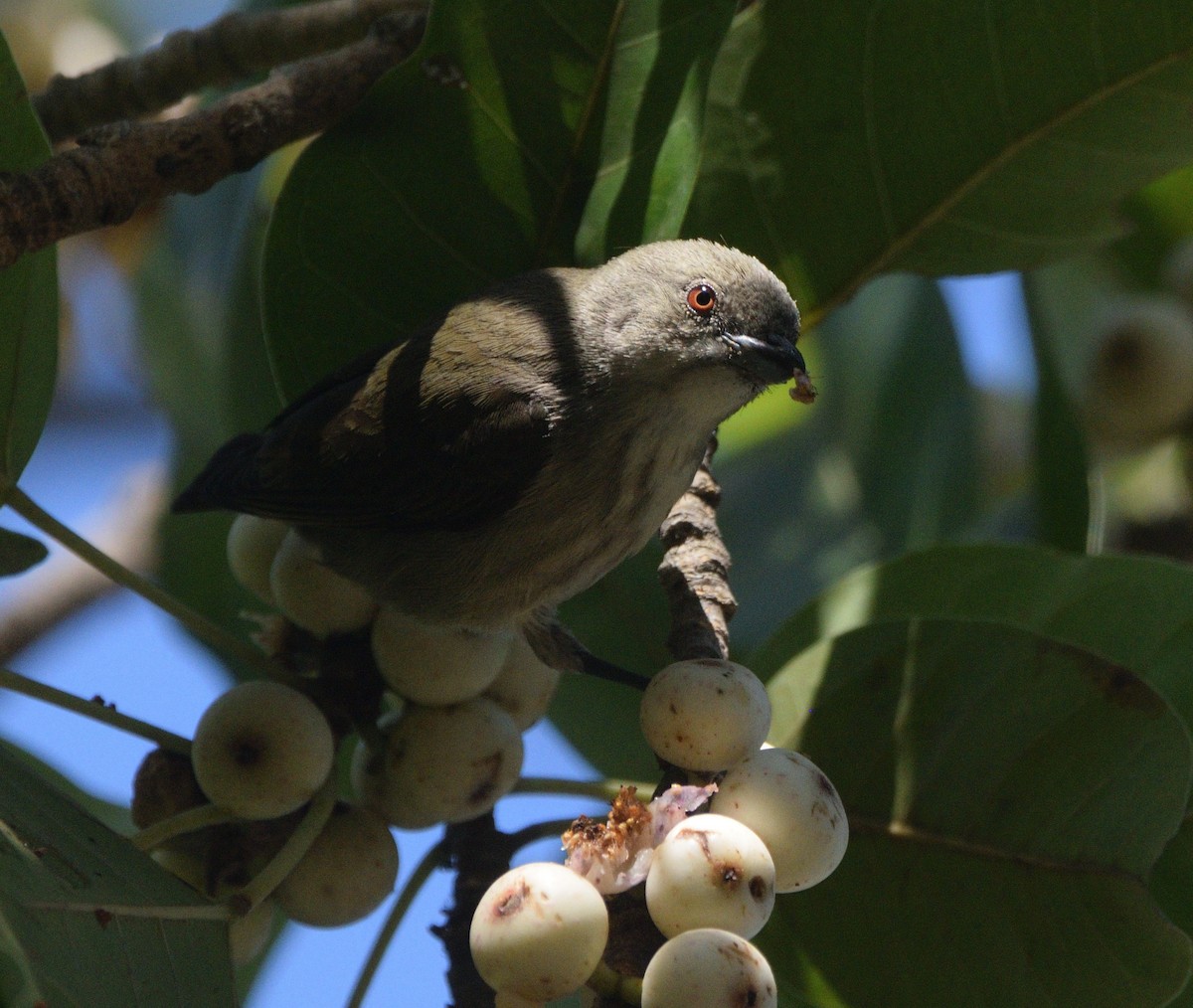 Picaflores Picogrueso - ML647450626