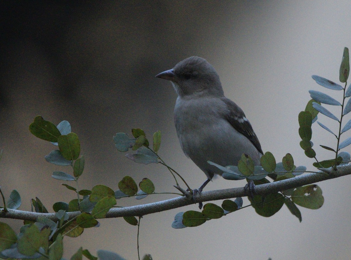 Gorrión Cuelligualdo - ML647450633