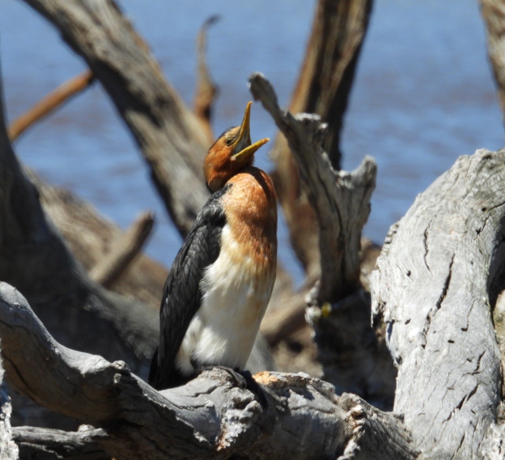 Little Pied Cormorant - ML647450655