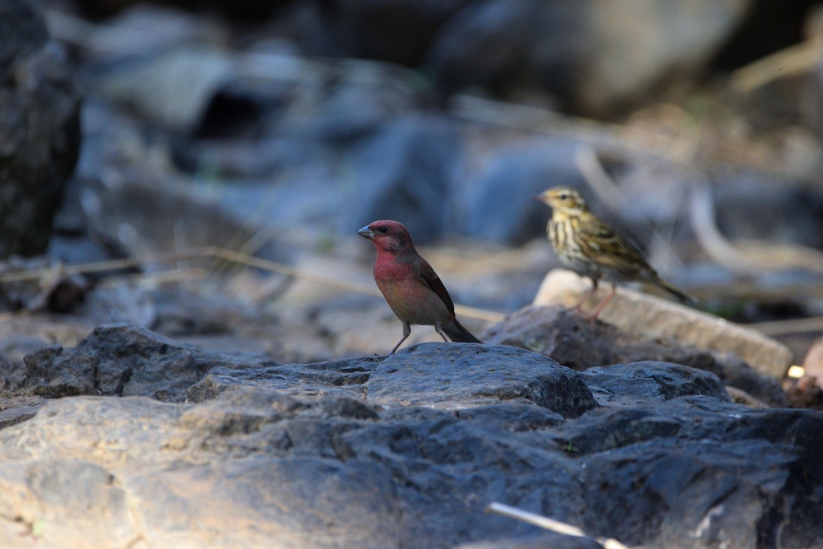 Camachuelo Carminoso - ML647450691