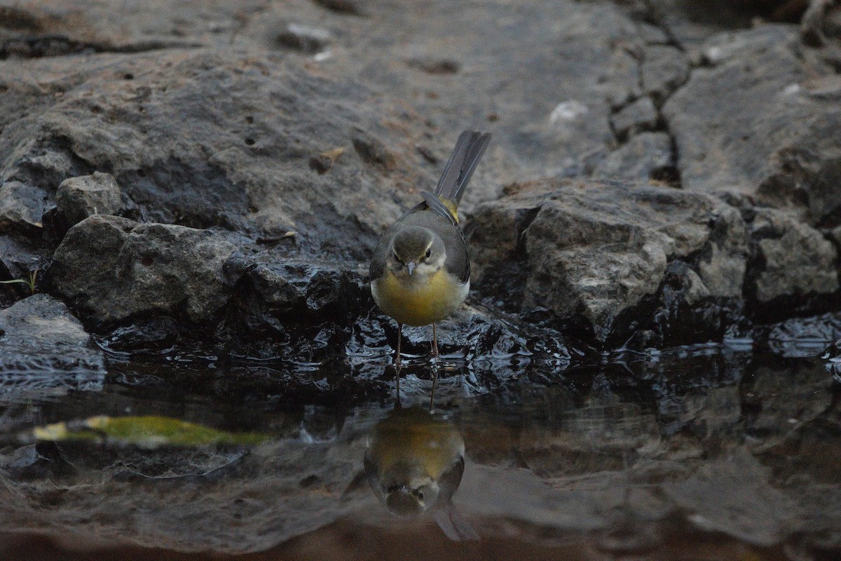 Lavandera Cascadeña - ML647450701