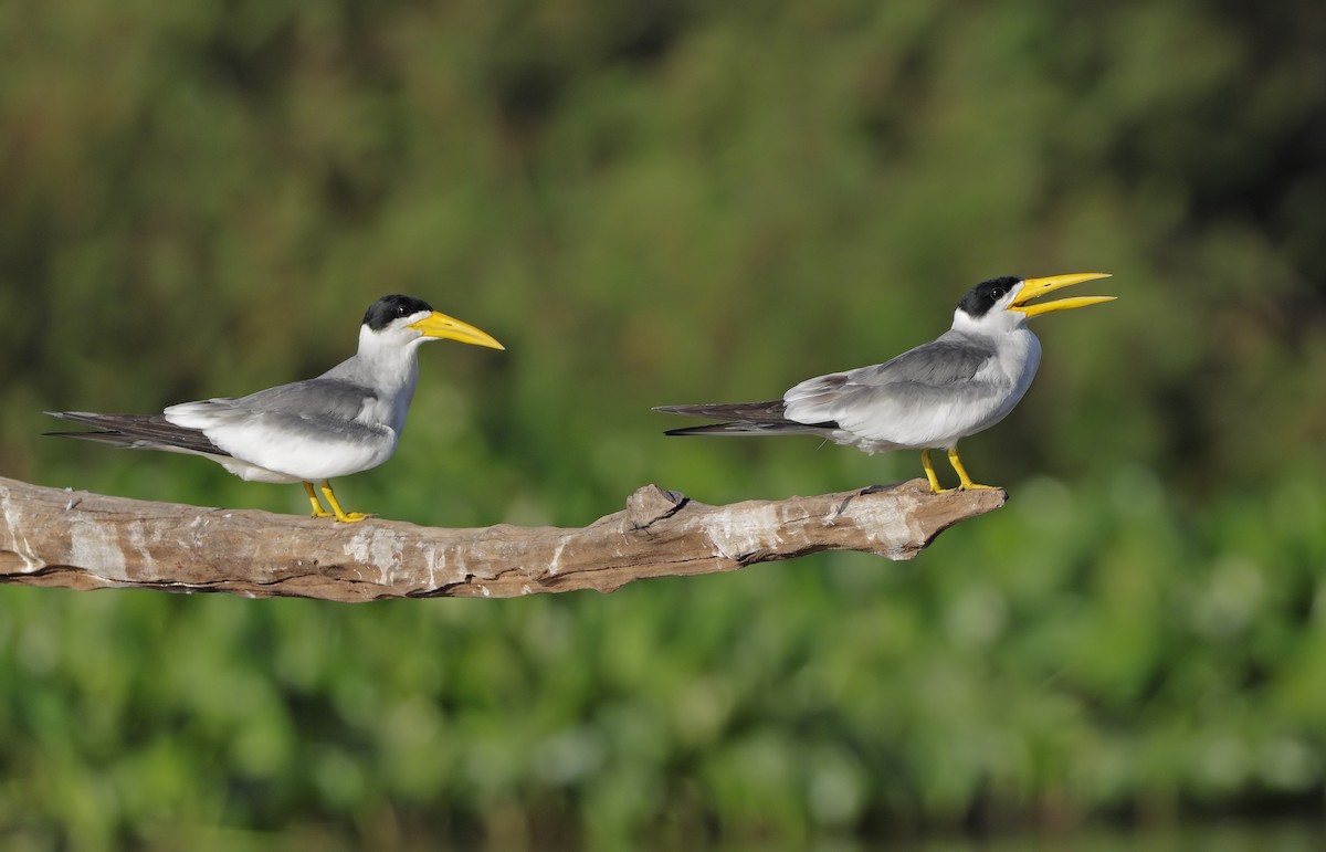 Large-billed Tern - ML647450726