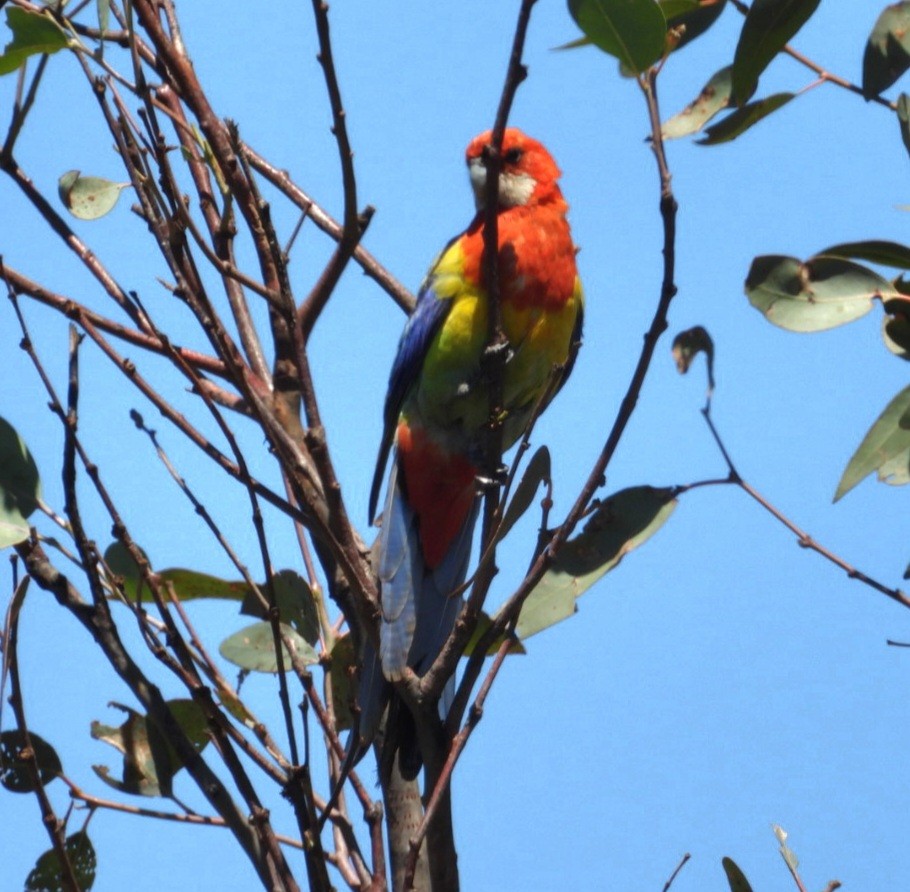 Eastern Rosella - ML647450728