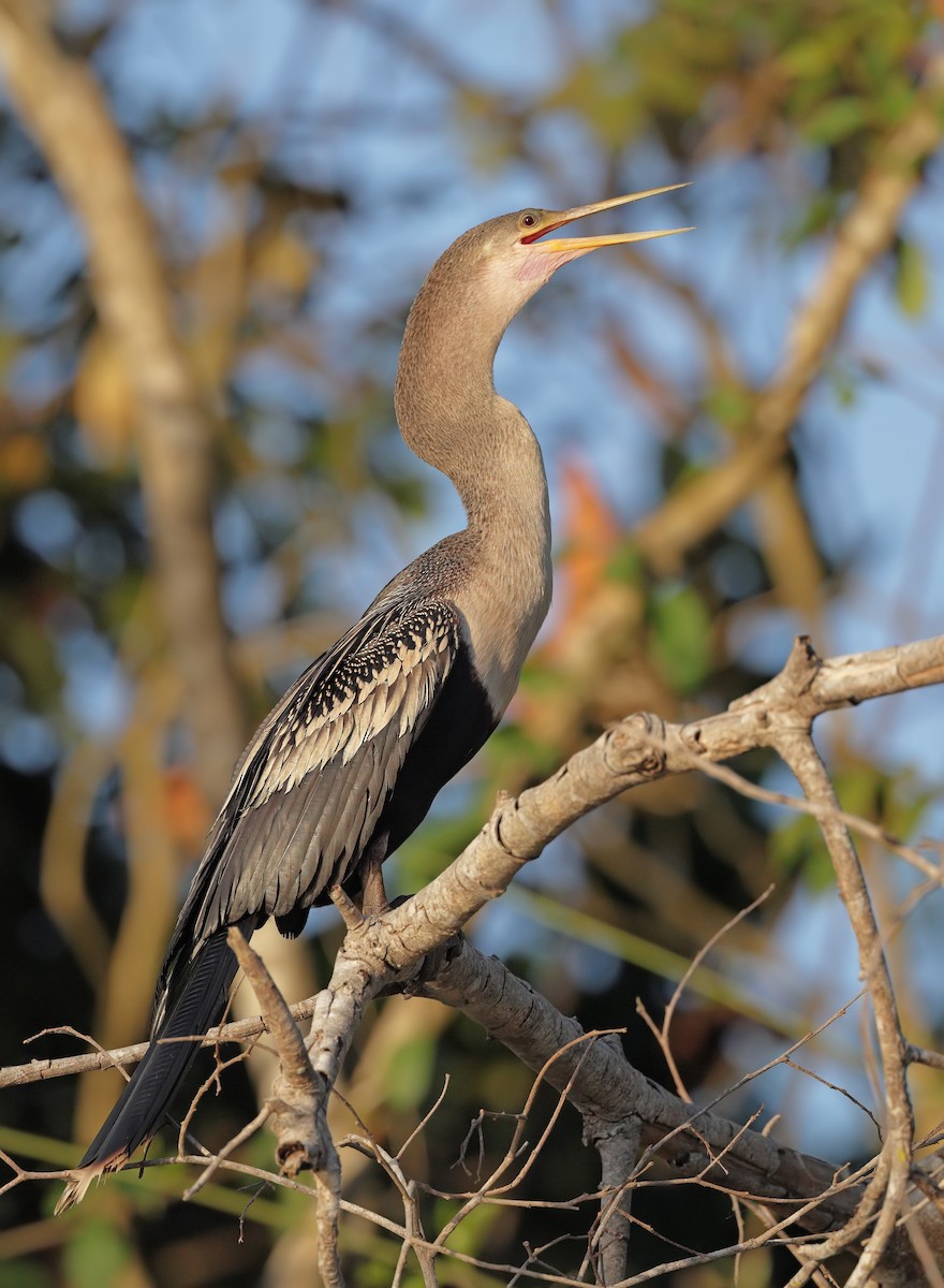 Anhinga - ML647450729
