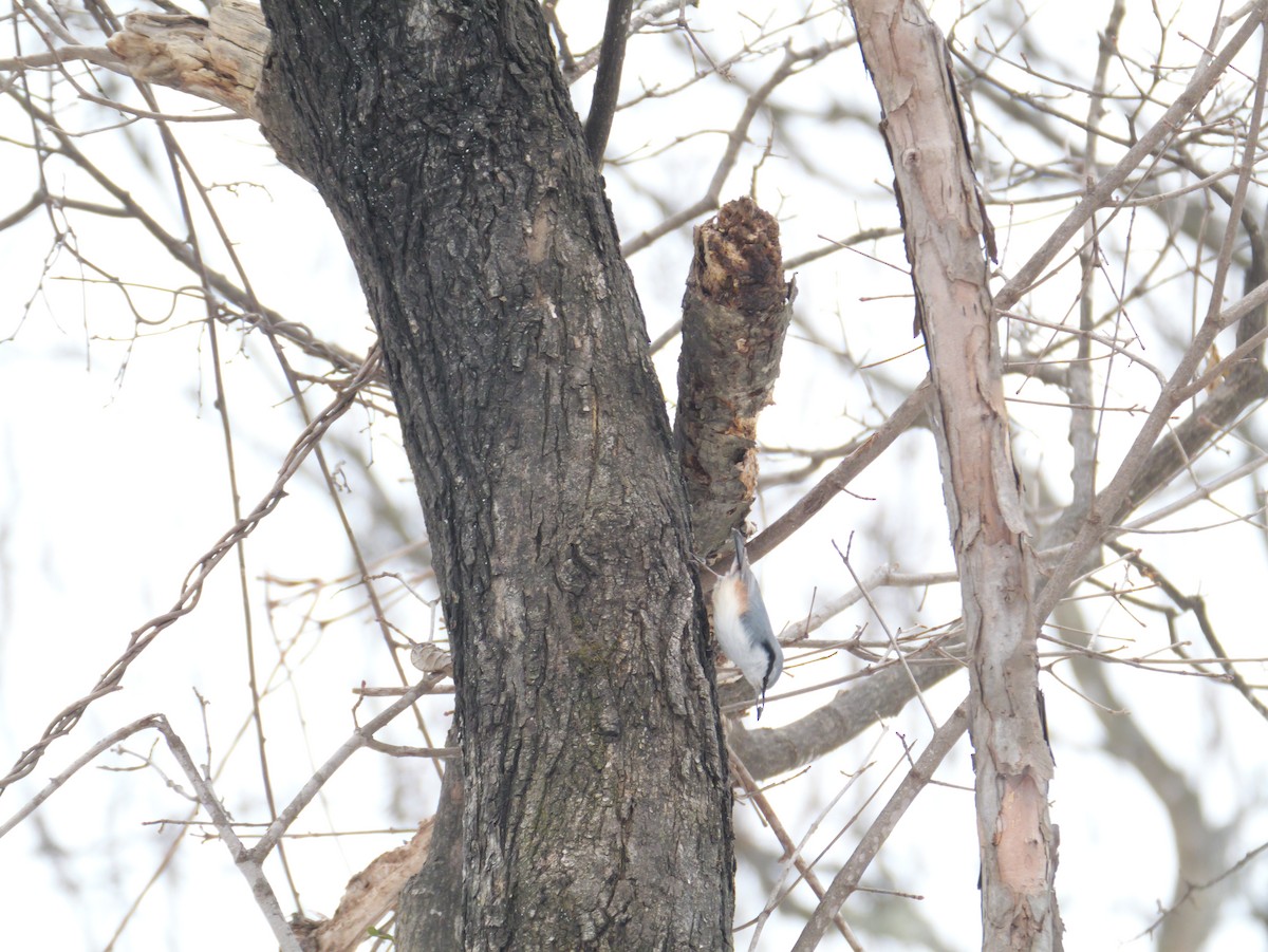 spettmeis - ML647450734