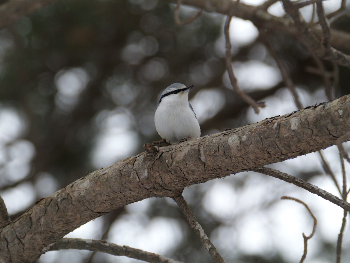 spettmeis - ML647450735