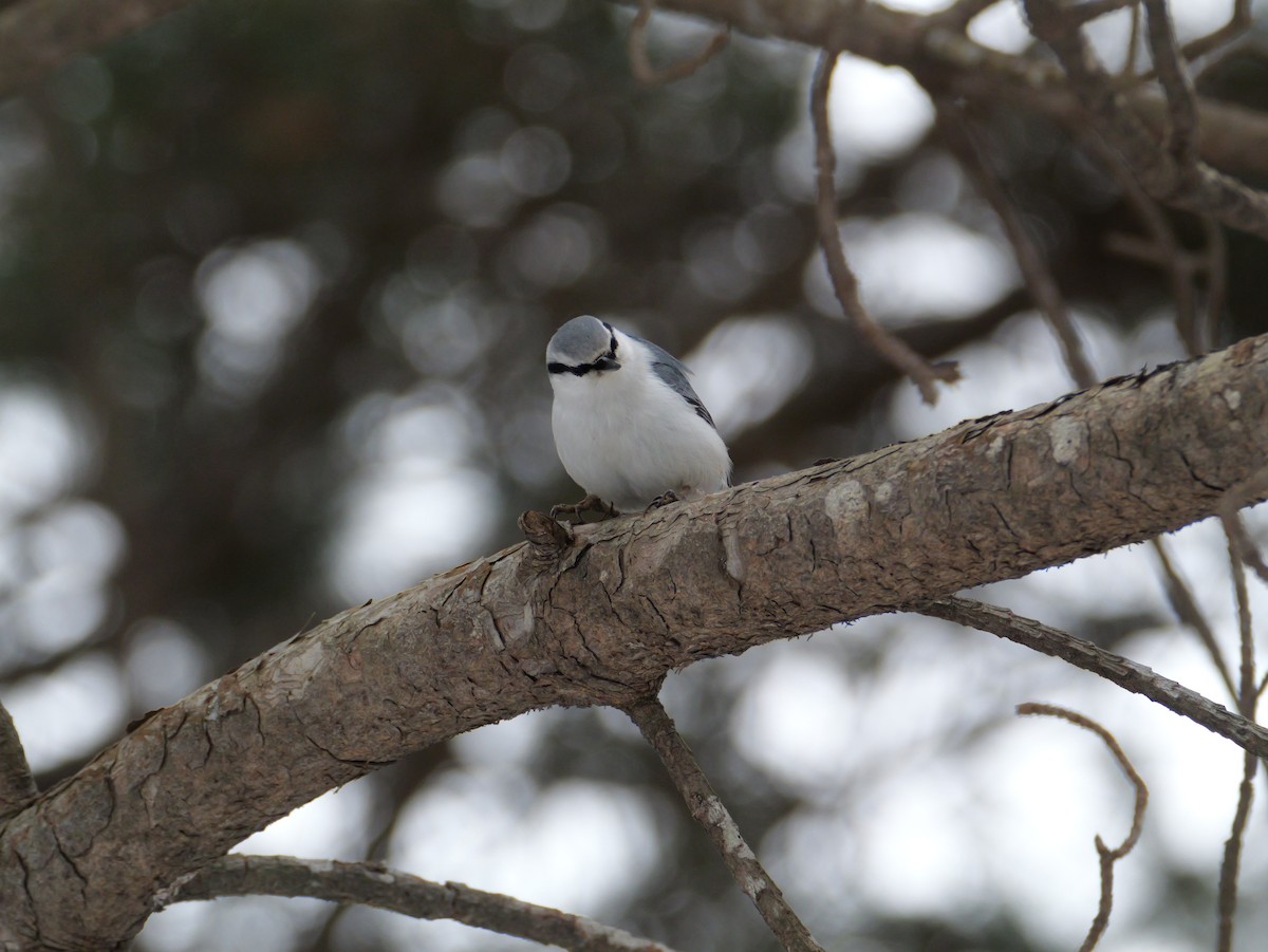 spettmeis - ML647450736