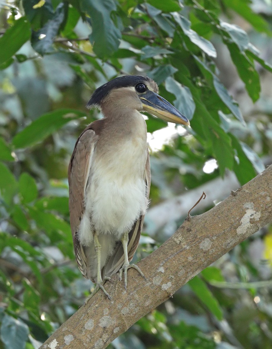 Boat-billed Heron - ML647450743
