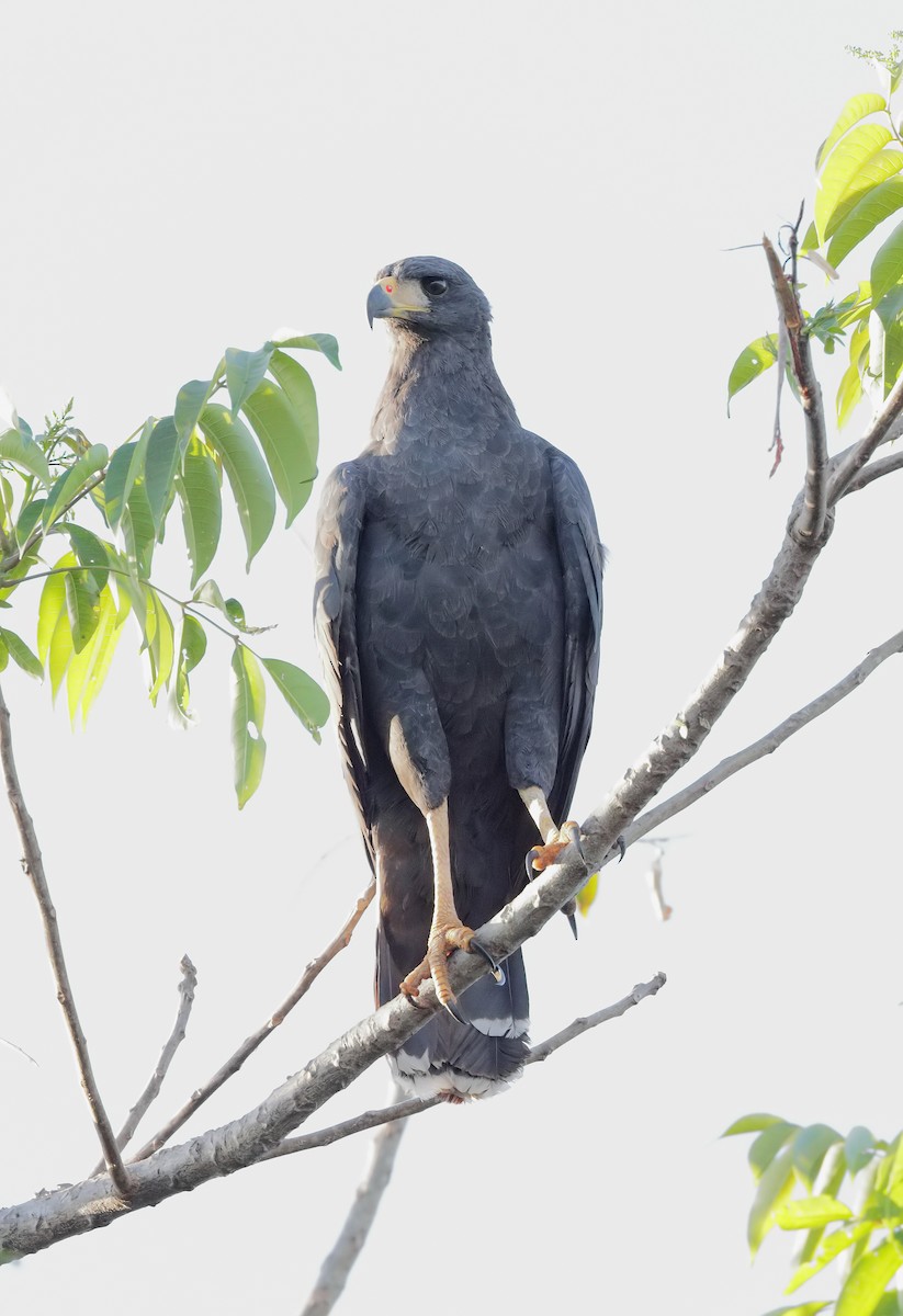 Great Black Hawk - ML647450744