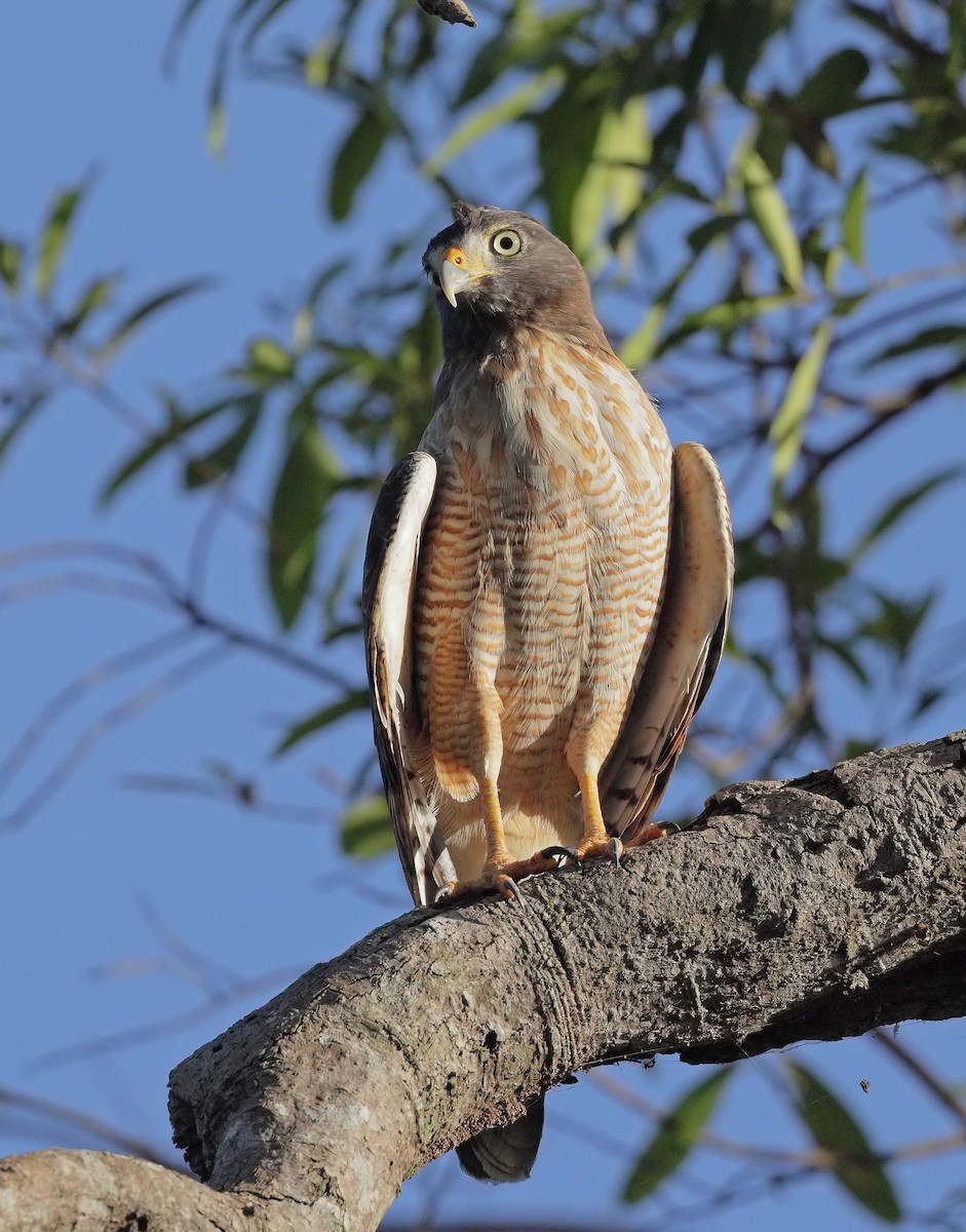 Roadside Hawk - ML647450749