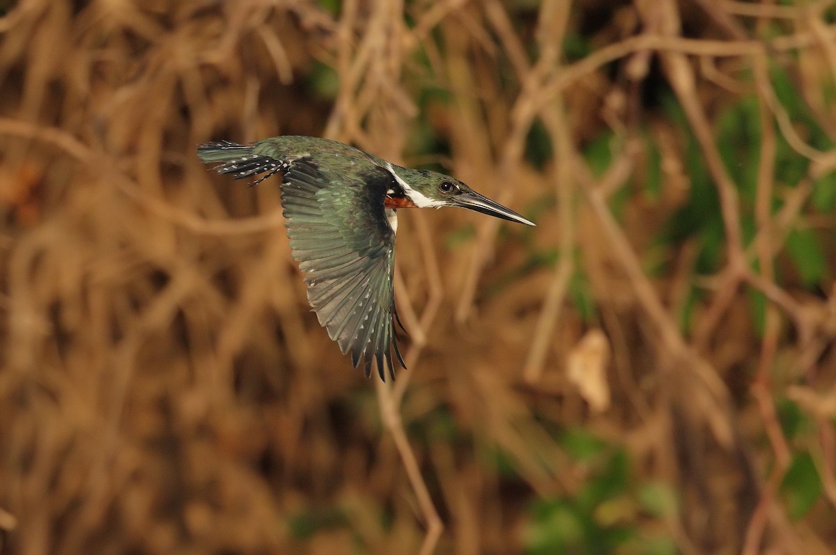 Amazon Kingfisher - ML647450758