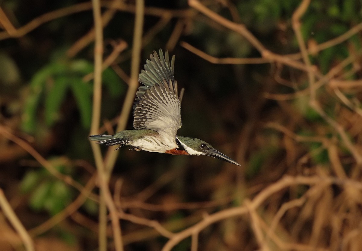 Amazon Kingfisher - ML647450759