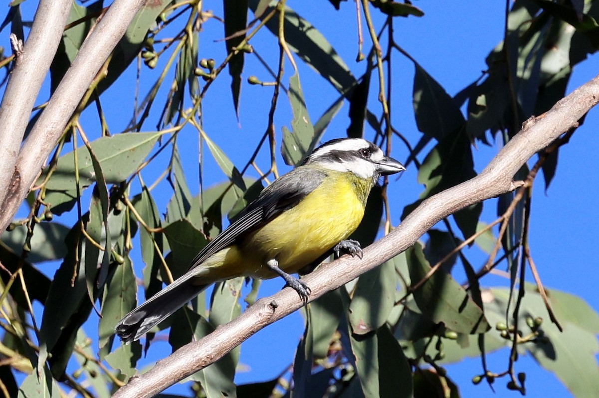 Eastern Shrike-tit - ML647450765