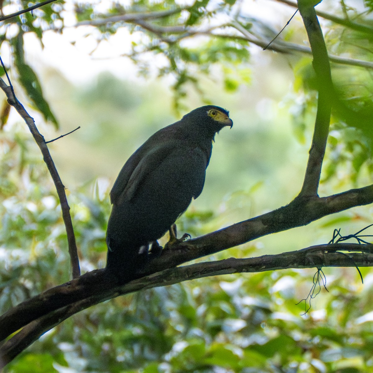 Змієїд андаманський - ML647450766