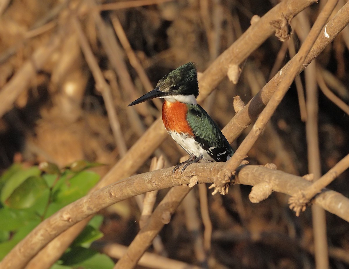 Green Kingfisher - ML647450767