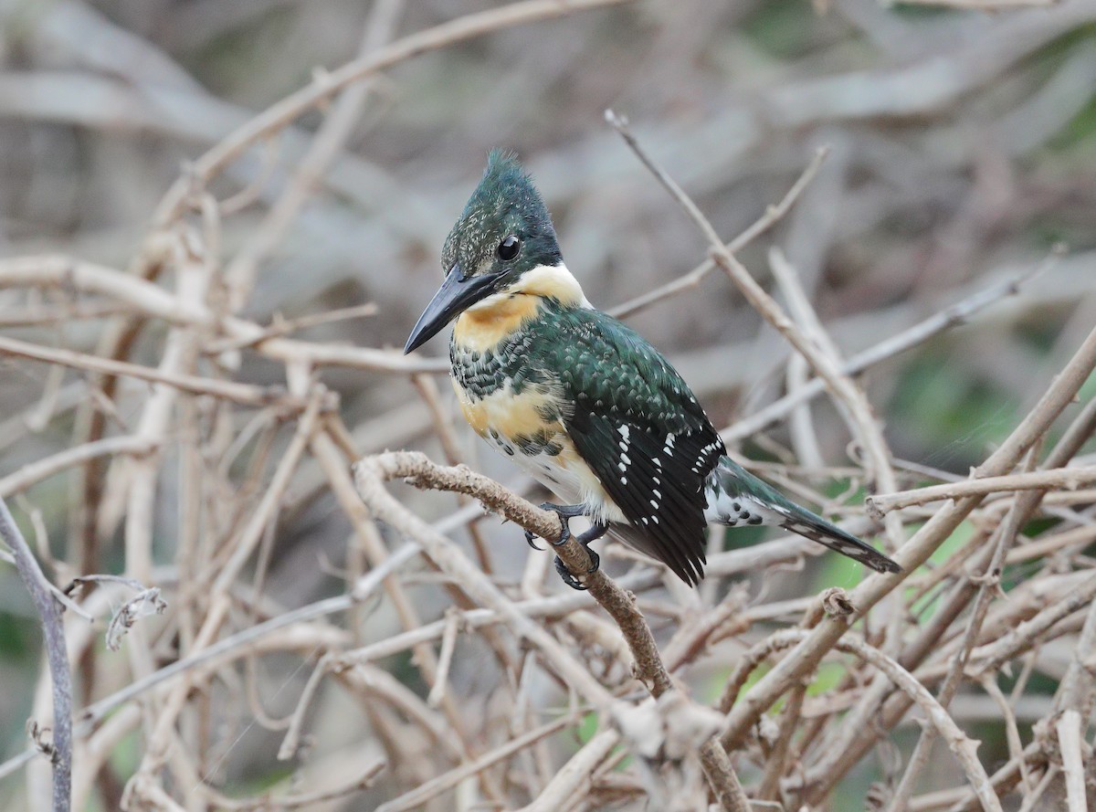 Green Kingfisher - ML647450768
