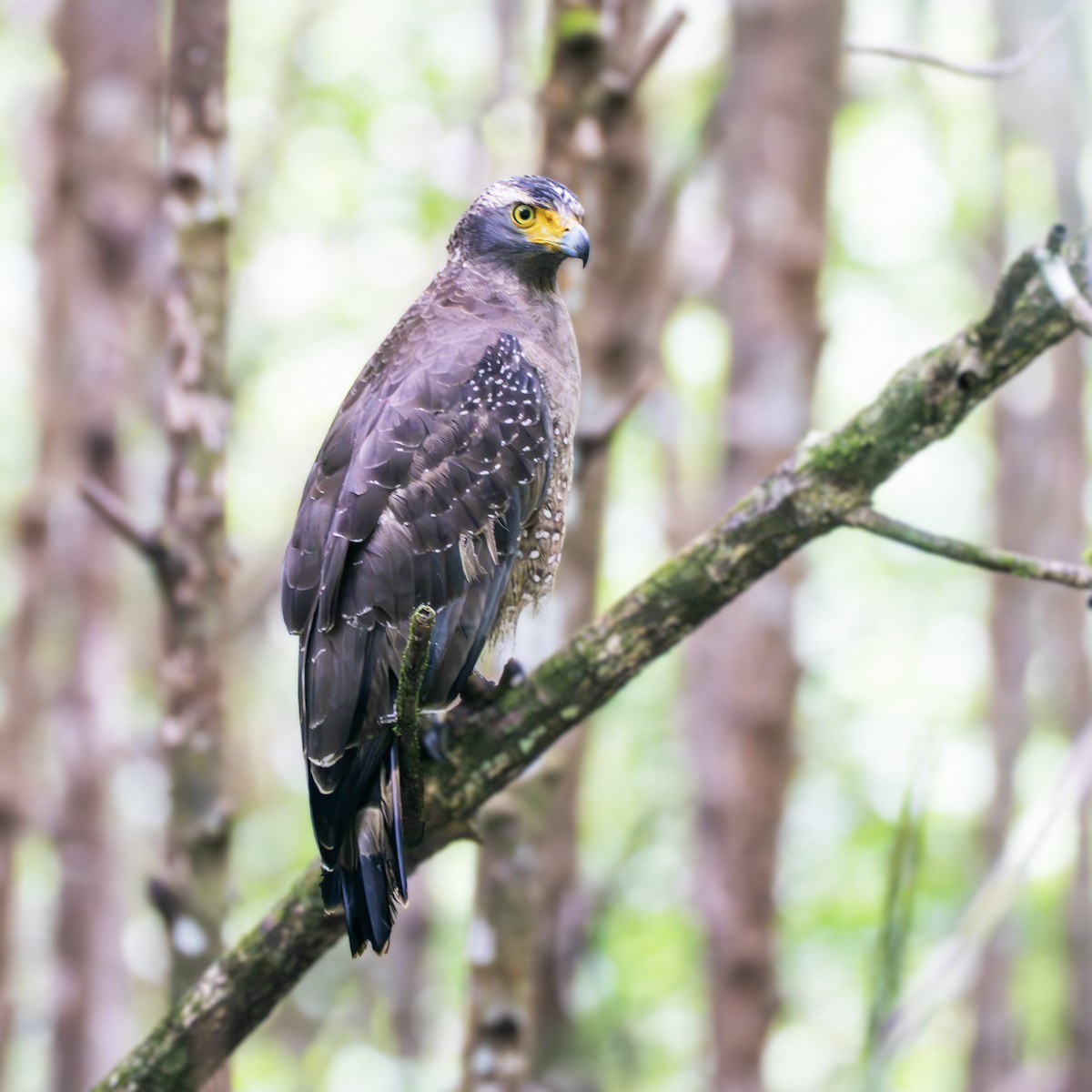 Змієїд чубатий - ML647450770