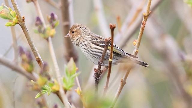 マツノキヒワ（pinus／macropterus） - ML647450778