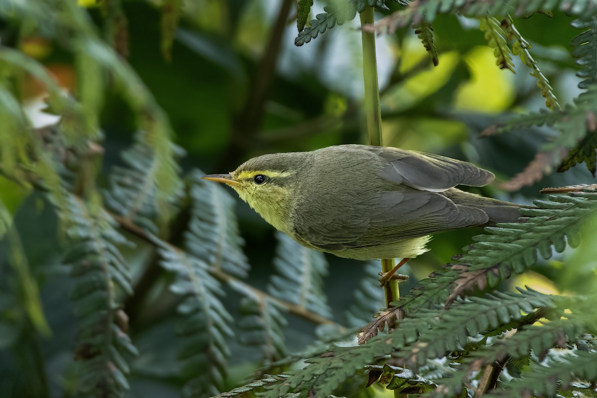 Tickell Çıvgını - ML647450784