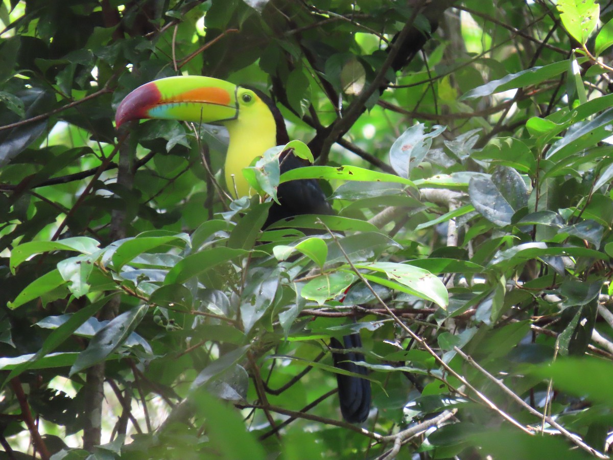 Keel-billed Toucan - ML647450803