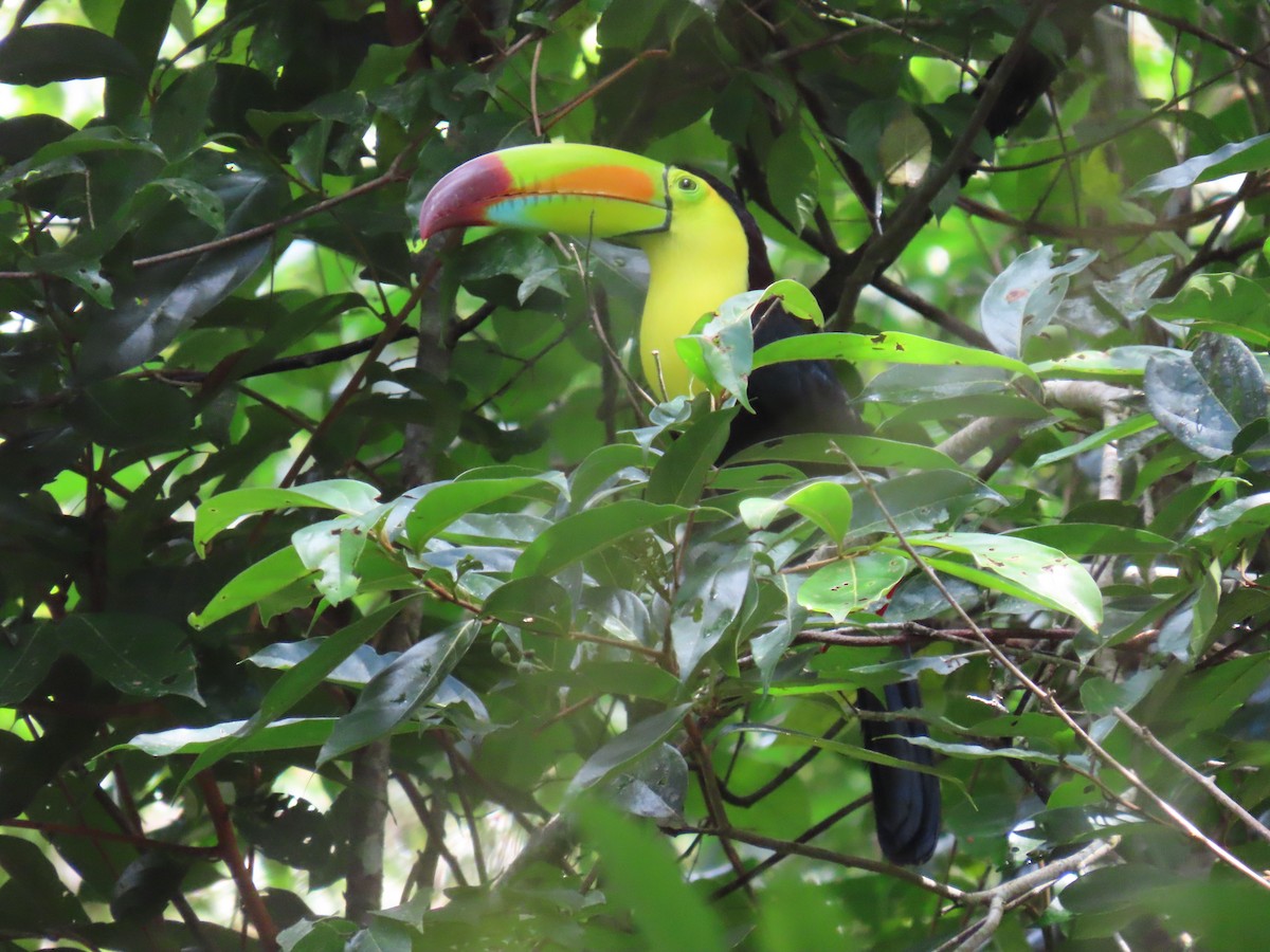 Keel-billed Toucan - ML647450804