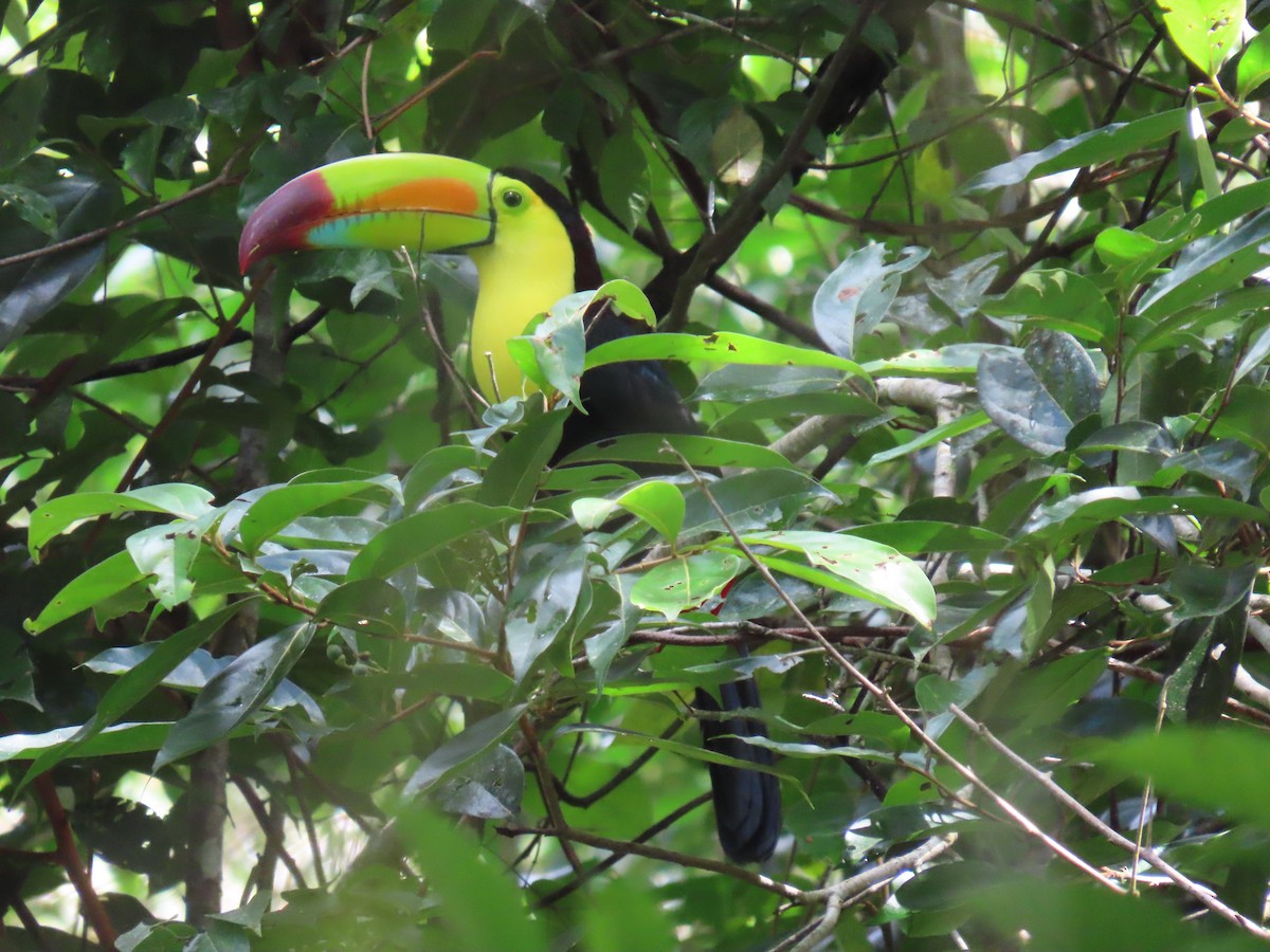 Keel-billed Toucan - ML647450805